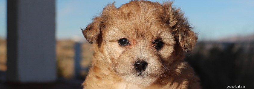 Aussiedoodles: Health Guide – Common Issues & Diseases