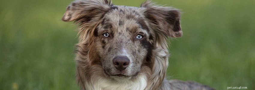 Australian Shepherd Health: Key Health Issues & How to Prevent Them
