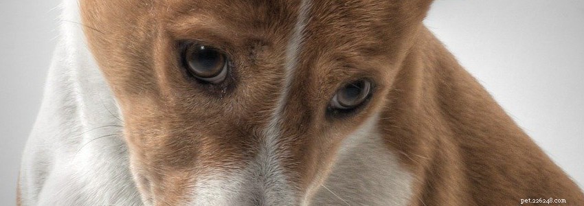 Basenji Health: Common Conditions, Causes, and Care Tips