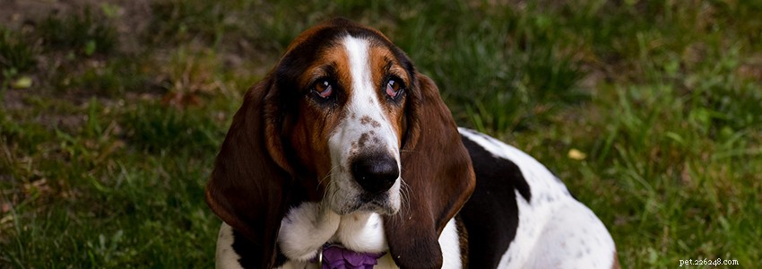 Basset Hounds: Understanding Common Health Issues & Diseases