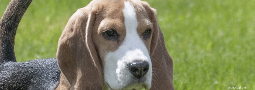 Beagle Health Guide: Common Issues & Prevention Tips