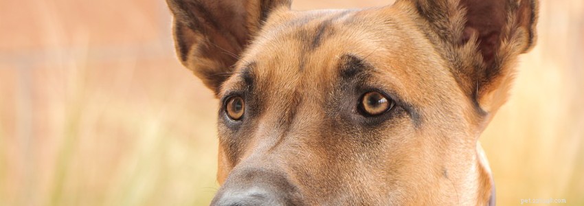 Belgian Malinois Health: Common Conditions & Prevention Tips