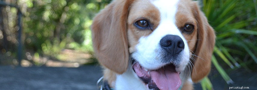 Beagle Health: Common Conditions & Diseases to Watch