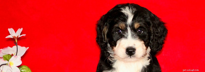Bernedoodles: Common Health Conditions & How to Protect Your Dog
