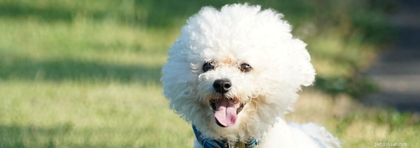 Bichon Frise Health Guide: Common Conditions, Causes & Care