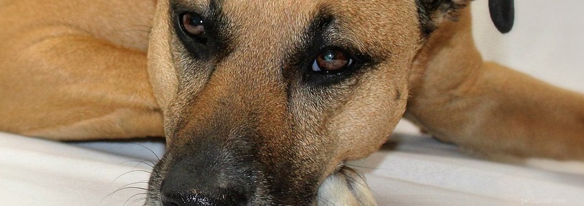 Black Mouth Cur Health Guide: Common Conditions & Prevention