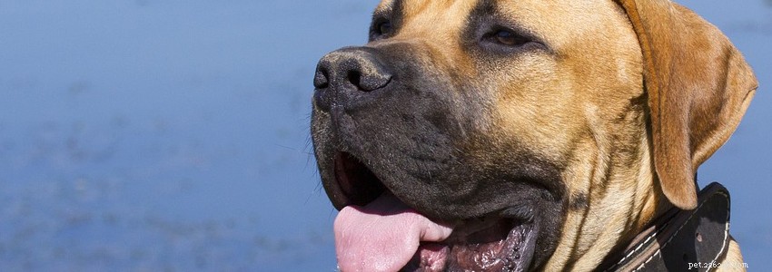 Boerboels Health Guide: Common Conditions & How to Prevent Them