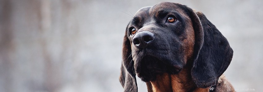 Bloodhounds – Common Health Issues & Diseases