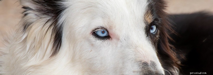Border Collies: Key Health Concerns & How to Prevent Them