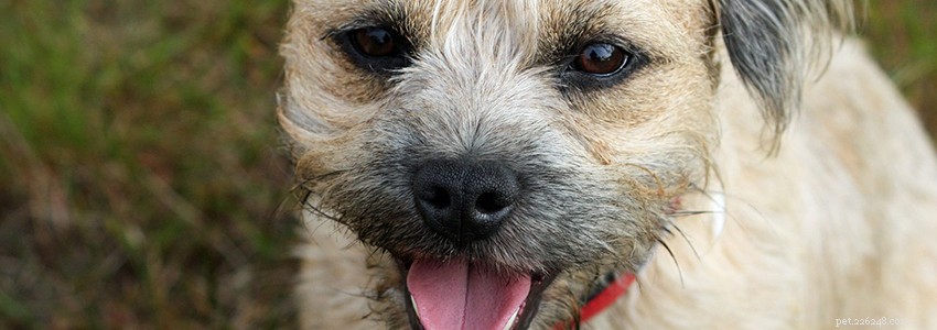 Border Terriers: Common Health Issues & Diseases – Expert Insights