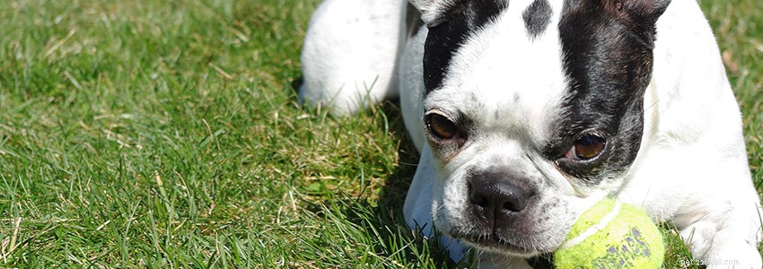 Boston Terrier Health: Key Conditions & How to Protect Your Dog