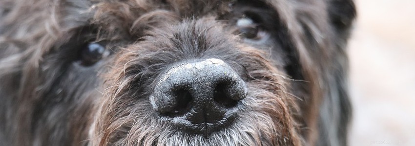 Bouvier des Flandre Health: Key Conditions & Preventive Care