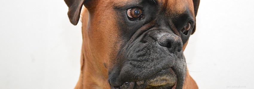 Boxer Dogs: Common Health Concerns & How to Manage Them