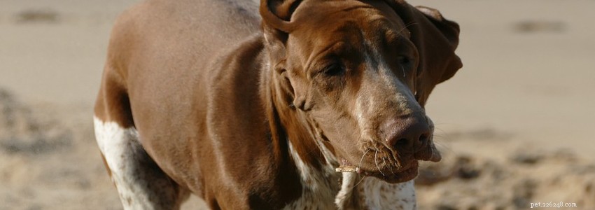 Bracco Italiano Health Guide: Common Conditions & Prevention