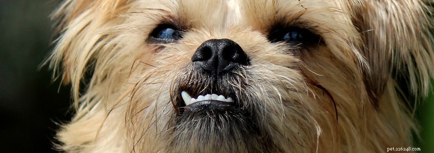 Brussels Griffons: Key Health Concerns & Preventive Care