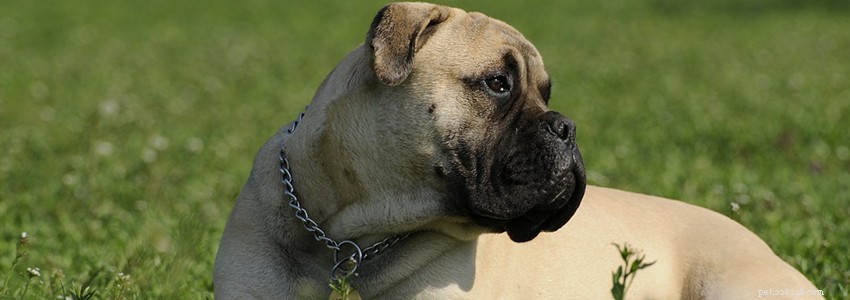Bullmastiff Health Guide: Key Health Issues & Prevention Tips
