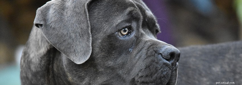 Cane Corso Health: Common Issues & Preventive Care