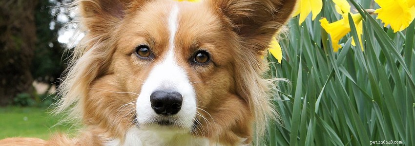 Cardigan Welsh Corgis: Key Health Issues & How to Protect Your Dog