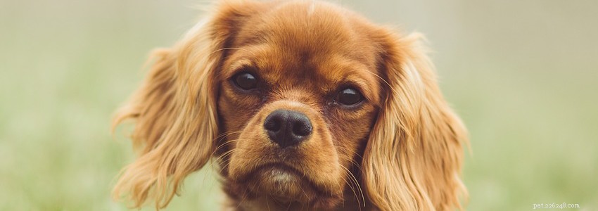 Cavalier King Charles Spaniel Health: Common Conditions & Prevention Tips