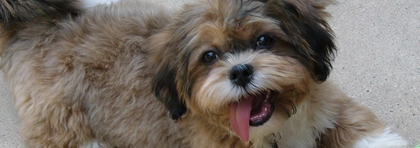 Cavachons Health Guide: Common Conditions & Prevention Tips