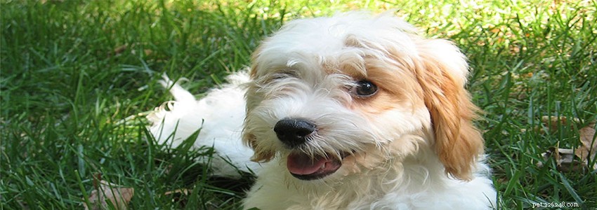 Cavapoos Health Guide: Common Conditions & Prevention Tips