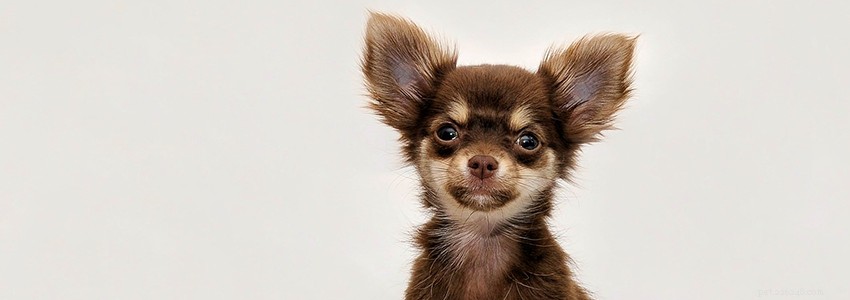 Chihuahuas: Key Health Concerns & How to Keep Them Healthy