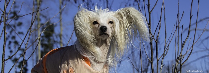 Chinese Crested Dogs: Common Health Concerns & Prevention Tips