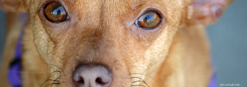 Chiweenies Health Guide: Common Conditions & Prevention Tips