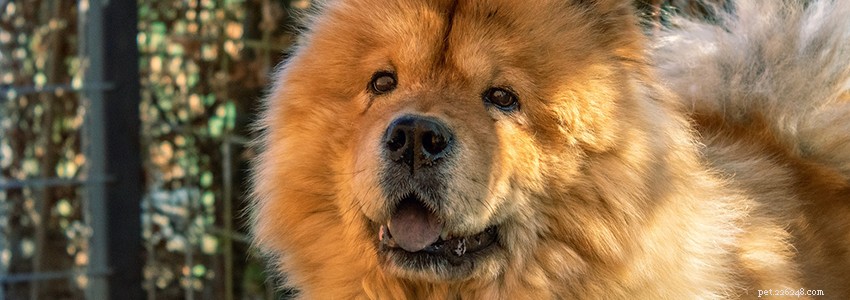 Chow Chow Health Guide: Common Conditions & Prevention Tips