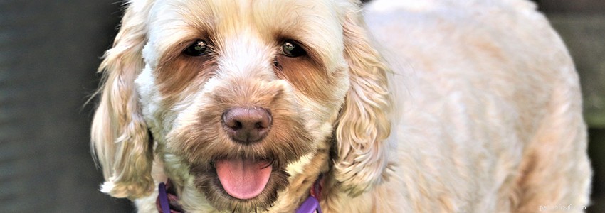 Cockapoos: Understanding Common Health Issues & Preventive Care