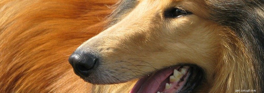 Collies Health Guide: Common Conditions & How to Prevent Them