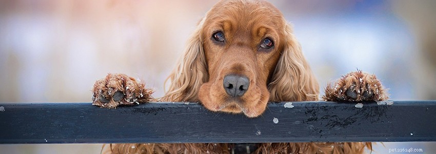 Cocker Spaniels Health Guide: Common Issues & Prevention Tips