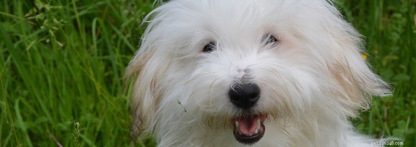 Coton de Tulear Health: Common Conditions & Care Tips