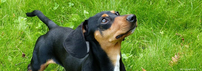 Dachshunds: Key Health Concerns & Common Diseases