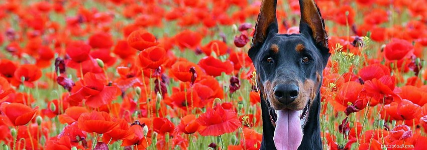 Doberman Pinschers: Key Health Concerns & Prevention Strategies