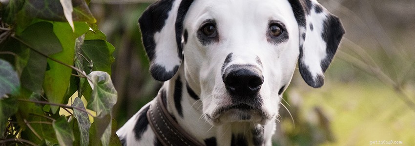 Dalmatians: Essential Guide to Common Health Issues & Diseases