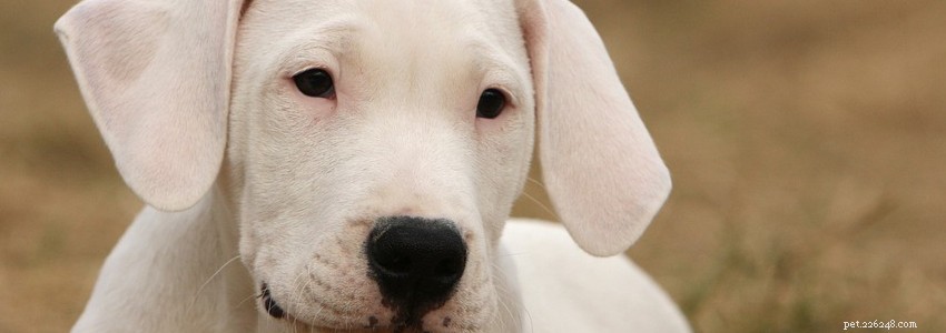 Dogo Argentino Health Guide: Common Conditions & Prevention Tips