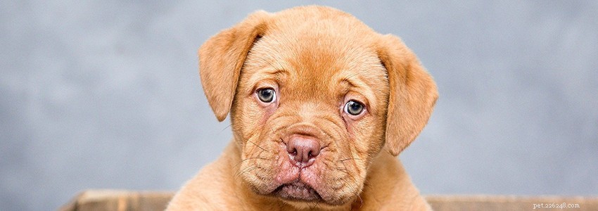 Dogue de Bordeaux Health Guide: Key Conditions & Prevention Tips