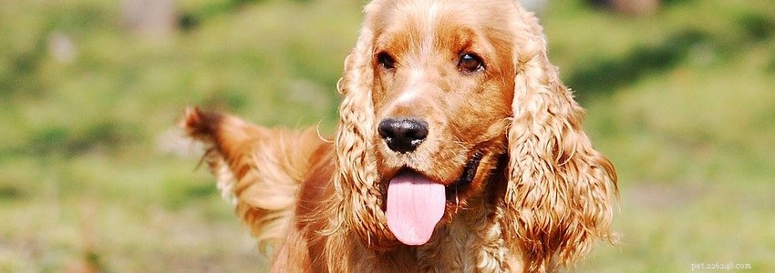 English Cocker Spaniel Health Guide: Common Conditions & Prevention Tips