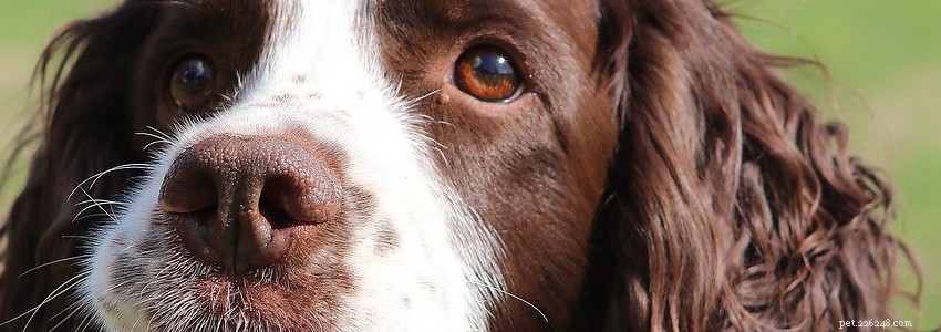 English Springer Spaniels: Common Health Issues & Prevention Tips