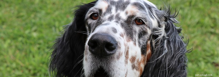 English Setters: Key Health Concerns & Preventive Care