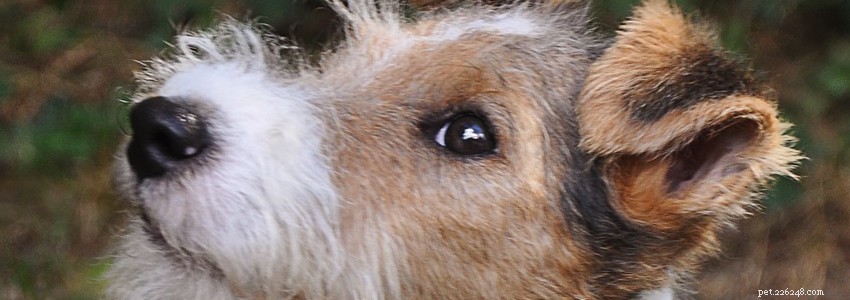 Fox Terrier Health Guide: Common Conditions & Prevention Tips