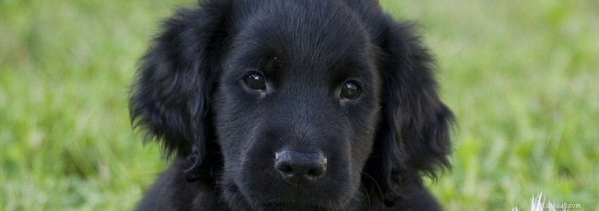 Flat‑Coated Retrievers: Key Health Concerns & Preventive Care