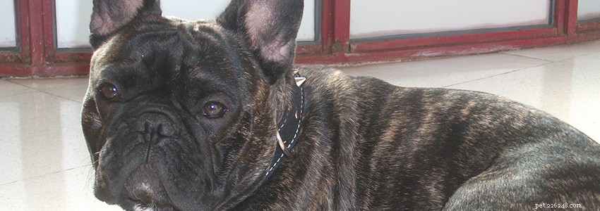 Frenchton Dog Health: Common Conditions & How to Protect Your Pet