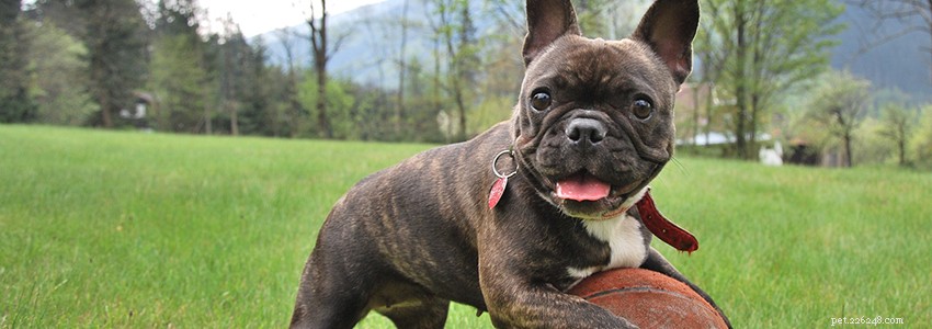 French Bulldogs: Key Health Concerns & Common Diseases