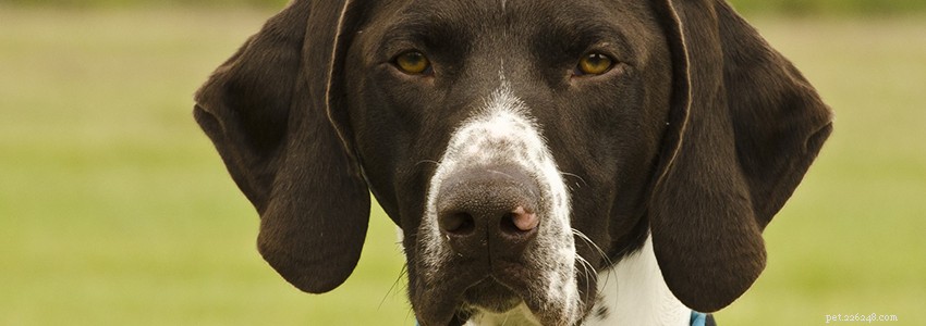 German Shorthaired Pointers: Common Health Concerns & Prevention