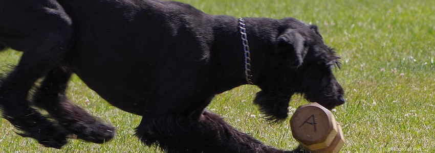 Giant Schnauzer Health: Common Conditions, Causes & Prevention