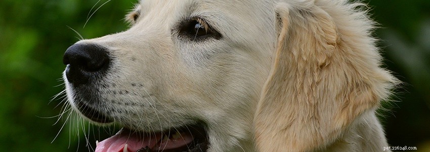Golden Retrievers: Key Health Concerns & Preventative Care