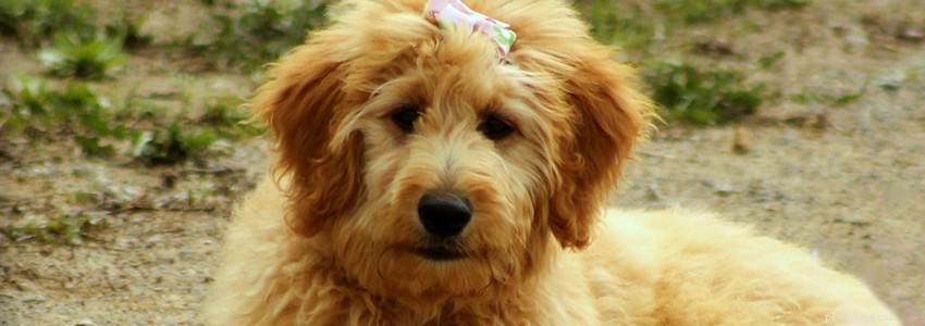 Goldendoodle Health: Common Conditions, Causes, and Care Tips