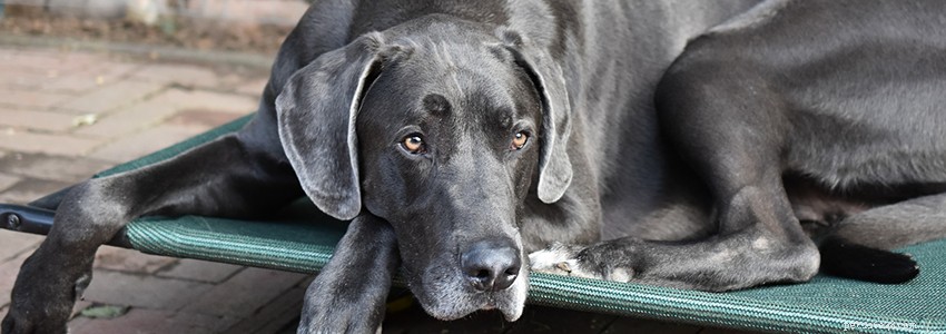 Great Danes: Essential Health Concerns & Prevention Strategies